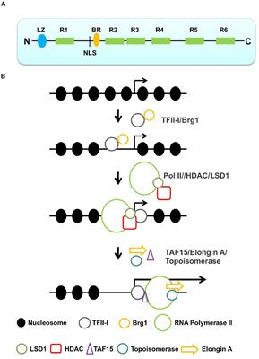 Regulation of RNA Polymerase II Transcription Initiation and Elongation by Transcription Factor TFII-I